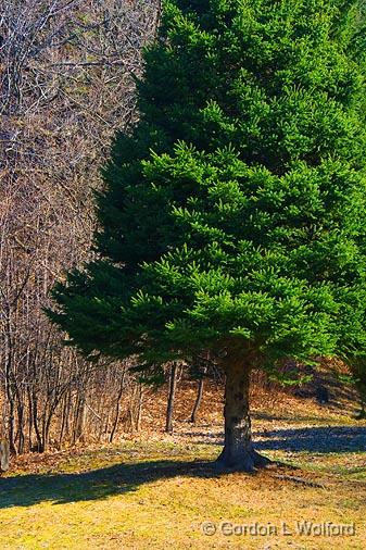 Lone Pine_47857.jpg - Photographed near Ottawa, Ontario - the Capital of Canada.